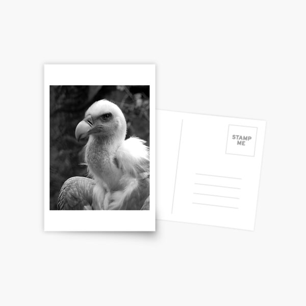 Collar of silk-soft feathers Postcard