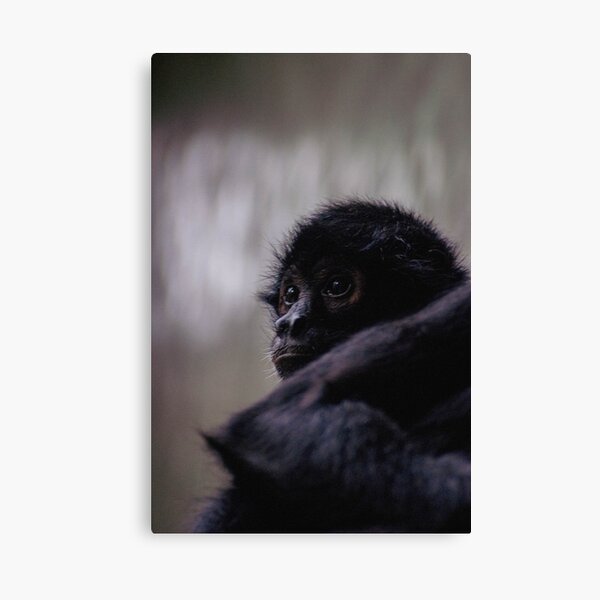 Item preview, Jungle Eyes designed and sold by The Honey Capture | UK Photographer.