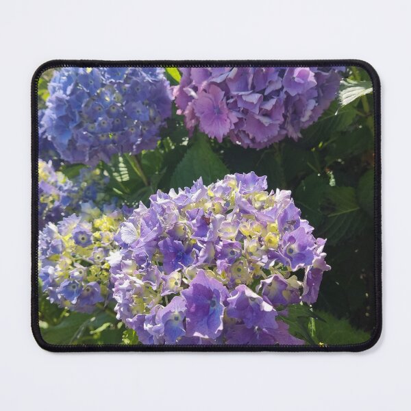 Item preview, Blue hydrangeas in the sun photograph  designed and sold by esvb.