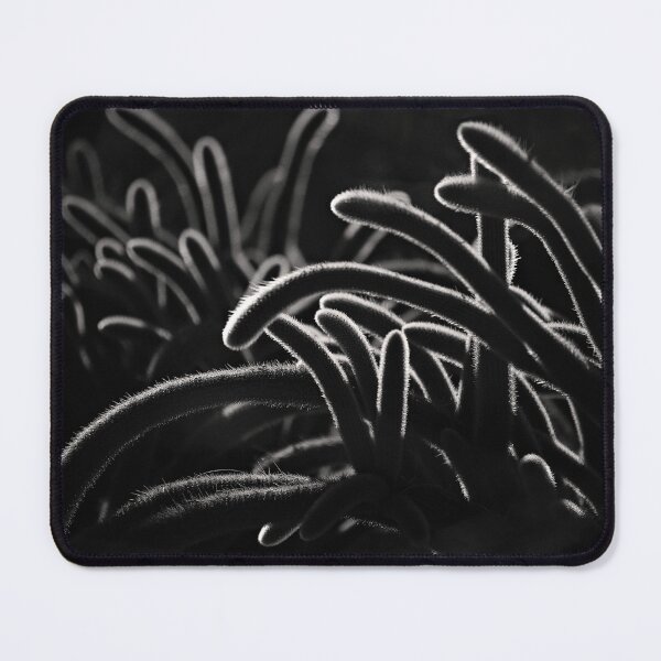 Item preview, Striking black and white image of backlit cactus arms: designed and sold by ChrisArnold.