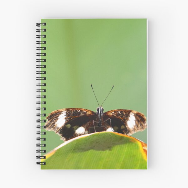 Item preview, Vibrant Photograph Of Butterfly In Cairns, Aus. designed and sold by Esther Evans.