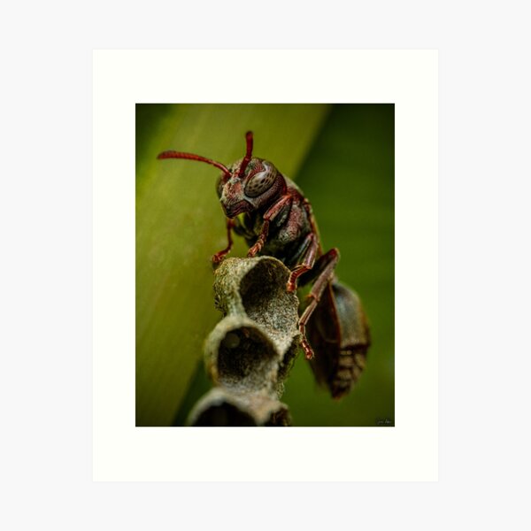 Item preview, "Ropalidia revolutionalis" - Stick-Nest Brown Paper Wasp designed and sold by Jason Asher.