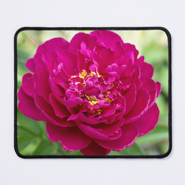 Item preview, Singular Peony Bloom in Rich Magenta designed and sold by Georgia Mizuleva.