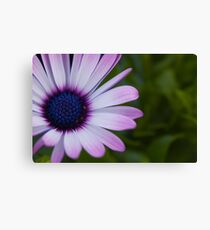 Purple Gerbera Daisy Leinwanddruck