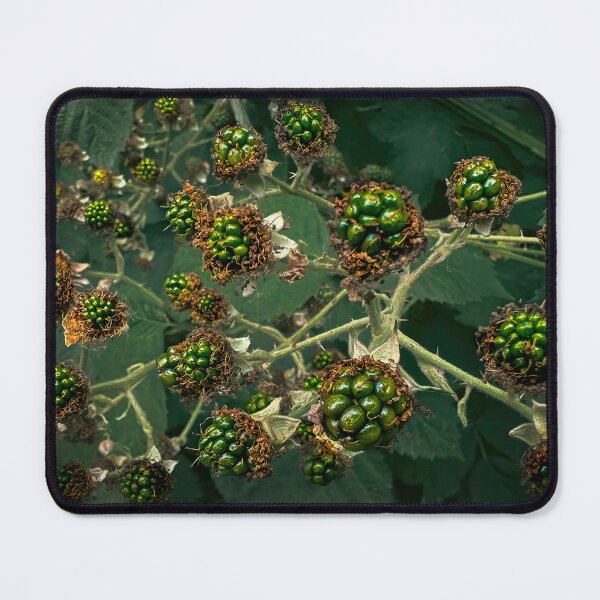 Item preview, The Berries Are Coming! designed and sold by Steve Walser.