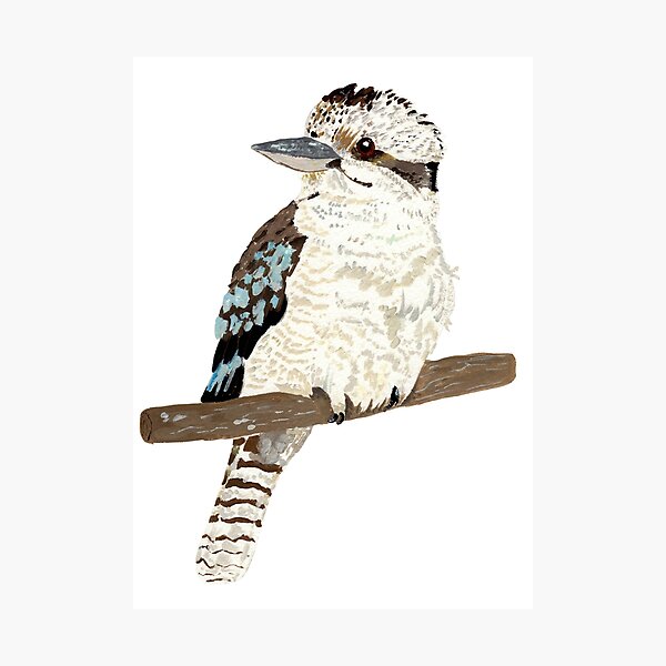 kookaburra Photographic Print