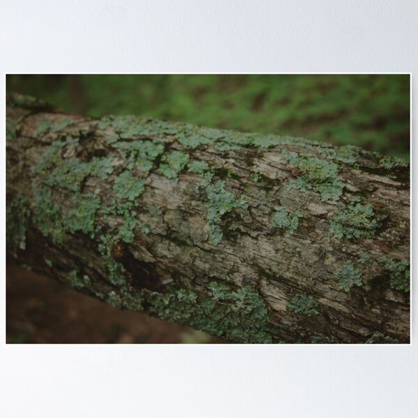 Item preview, Moss designed and sold by Paula Bielnicka.