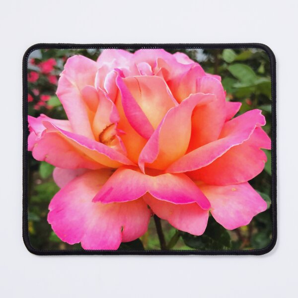Item preview, Pink Rose Photo designed and sold by Sky-99.