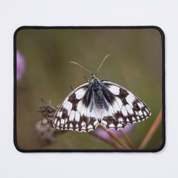 Item preview, Marbled White Butterfly designed and sold by Viv Thompson Photography .