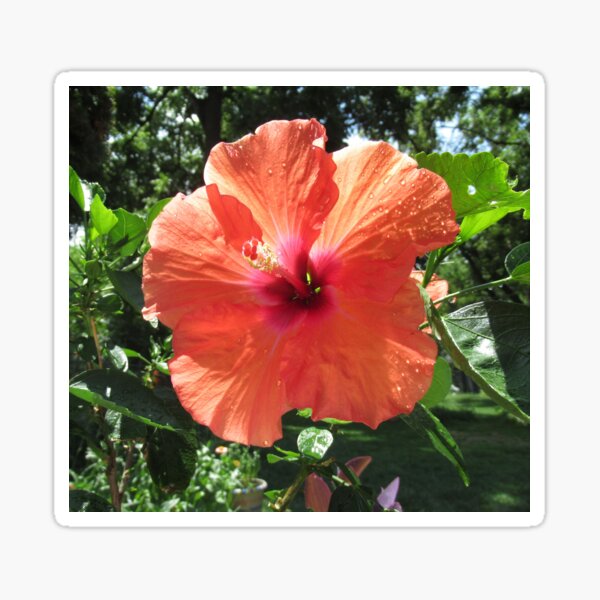 Stunning Hibiscus Flower Sticker
