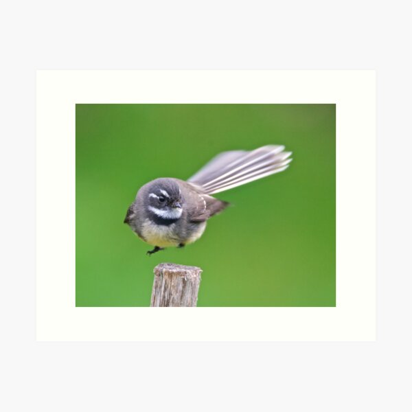 FANTAIL ~ Grey Fantail j6VfDj7o by David Irwin ~ WO Art Print