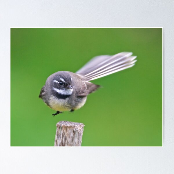 FANTAIL ~ Grey Fantail j6VfDj7o by David Irwin ~ WO Poster