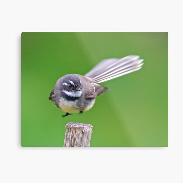 FANTAIL ~ Grey Fantail j6VfDj7o by David Irwin ~ WO Metal Print