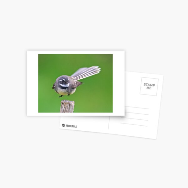 FANTAIL ~ Grey Fantail j6VfDj7o by David Irwin ~ WO Postcard