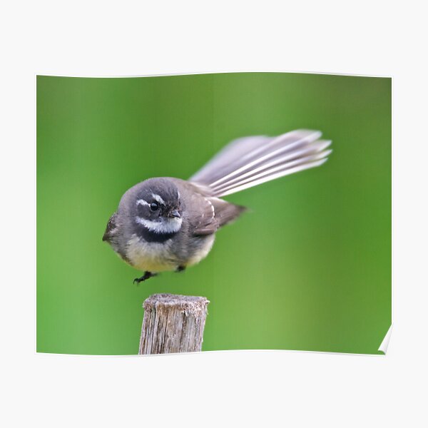 FANTAIL ~ Oh, Wata Feelin ~ Grey Fantail by David Irwin ~ WO Poster