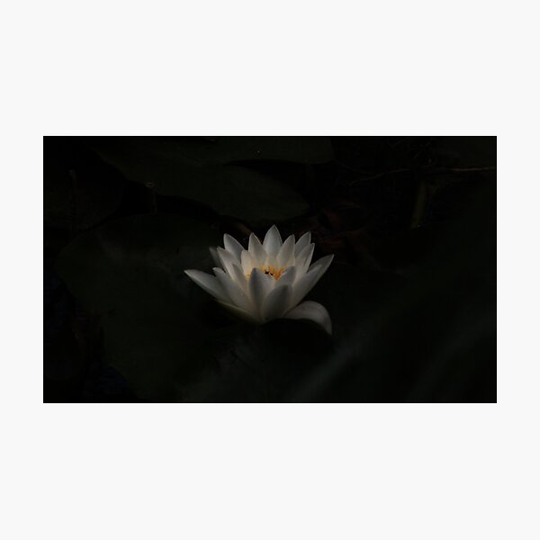Item preview, White Water Lilly in bloom designed and sold by Jampsphotos.
