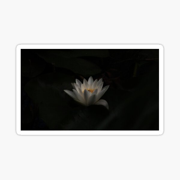 Item preview, White Water Lilly in bloom designed and sold by Jampsphotos.