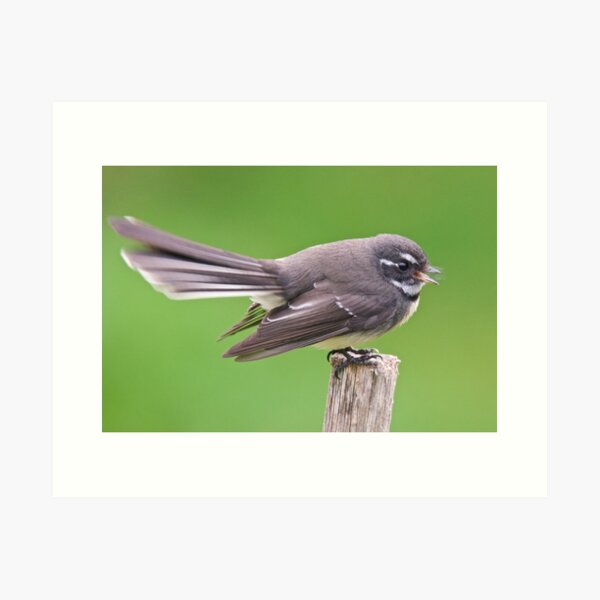 FANTAIL ~ Grey Fantail A6K3YdRG by David Irwin ~ WO Art Print