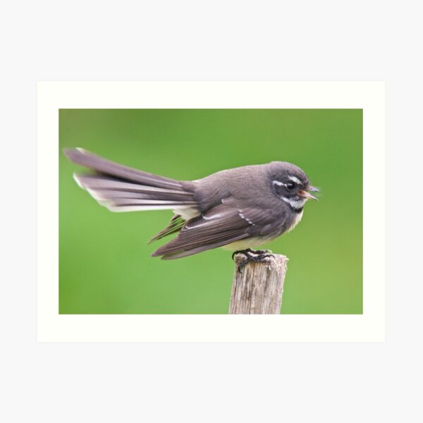 FANTAIL ~ Grey Fantail by David Irwin ~ WO Art Print
