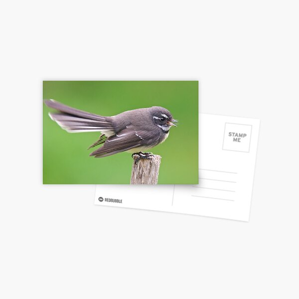 FANTAIL ~ Grey Fantail A6K3YdRG by David Irwin ~ WO Postcard