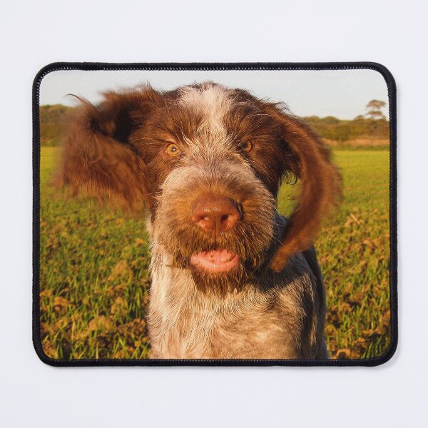 Item preview, Brown Roan Italian Spinone Puppy Dog In Action by heidiannemorris designed and sold by FOLK ART FUSION by heidiannemorris.