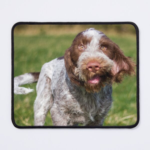 Item preview, Cute Brown Roan Italian Spinone Puppy by heidiannemorris © designed and sold by FOLK ART FUSION by heidiannemorris.