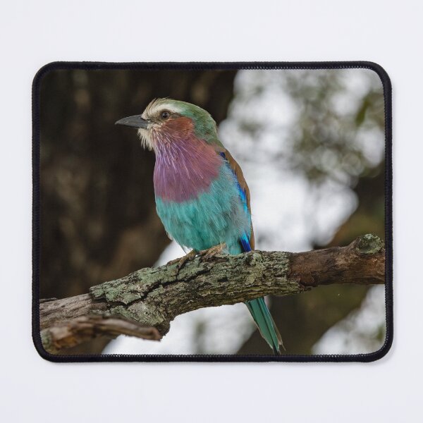Item preview, Lilac-breasted Roller designed and sold by Exaisle.
