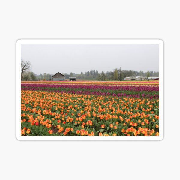 rows of color Sticker