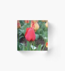 solid colored Acrylic Block