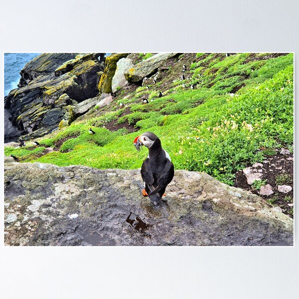 Item preview, Puffin with fish in its beak, Ireland designed and sold by FranWest.