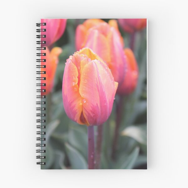 Item preview, tri-colored tulips designed and sold by Megan A.
