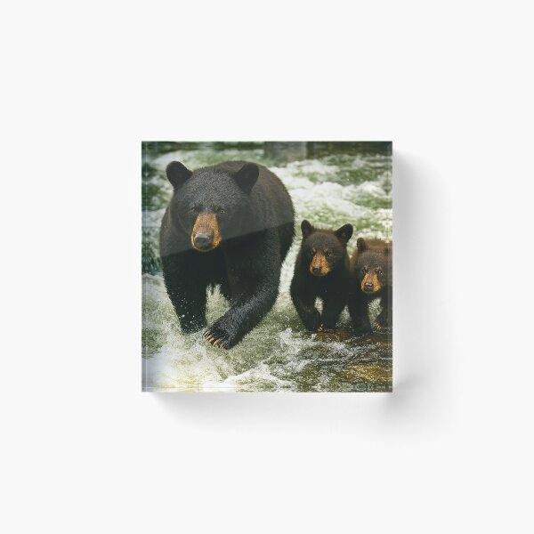 Item preview, River Crossing - Momma Bear and Cubs designed and sold by NaturePrints.