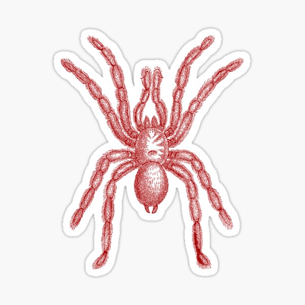 Item preview, Spider insect illustration designed and sold by mousung.