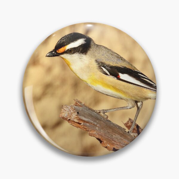 Item preview, Striated Pardalote Dundowran Beach  designed and sold by Mark Grimsley.