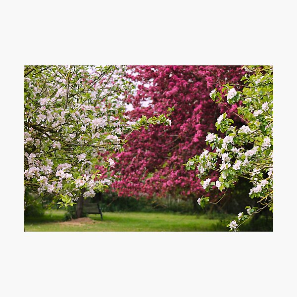 Item preview, Blossom orchard  designed and sold by Jampsphotos.