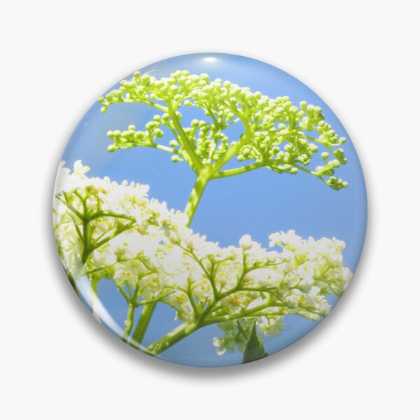 Artikelvorschau, Wiesenkerbelblüten in der Sonne entworfen und verkauft von Jampsphotos.