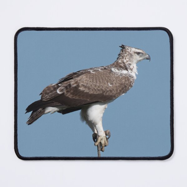 Item preview, Martial Eagle designed and sold by Exaisle.