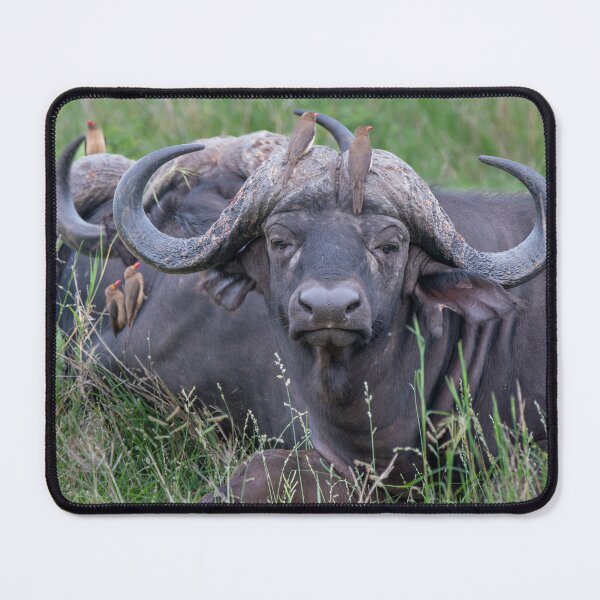 Item preview, Buffalo resting designed and sold by Exaisle.
