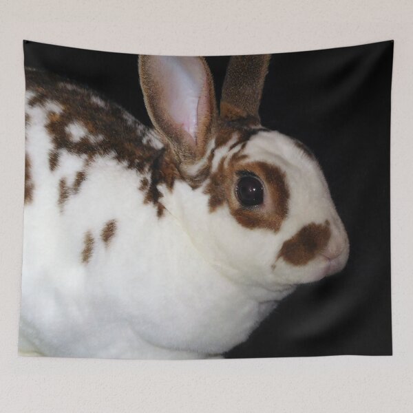 Item preview, Kojikaki the Mini Rex Rabbit designed and sold by priesterjen.