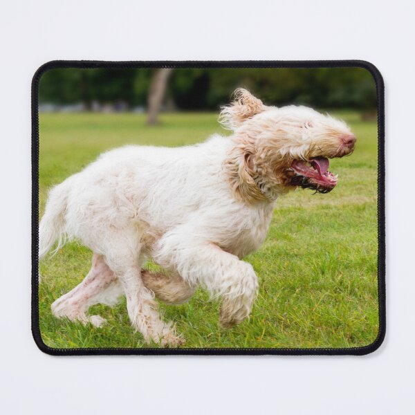 Item preview, Speed of light Spinone by heidiannemorris © designed and sold by FOLK ART FUSION by heidiannemorris.