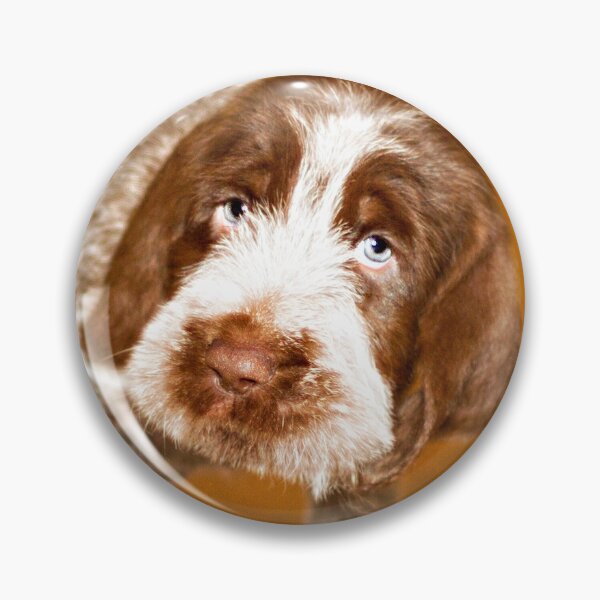 Item preview, Puppy dog eyes Spinone by heidiannemorris © designed and sold by FOLK ART FUSION by heidiannemorris.
