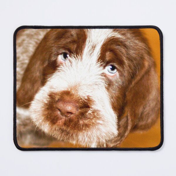 Item preview, Puppy dog eyes Spinone by heidiannemorris © designed and sold by FOLK ART FUSION by heidiannemorris.