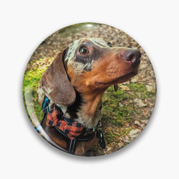 Item preview, Pawshake of Trust – Lord Chipolata designed and sold by HisLordChip.
