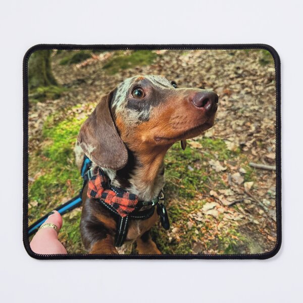 Item preview, Pawshake of Trust – Lord Chipolata designed and sold by HisLordChip.