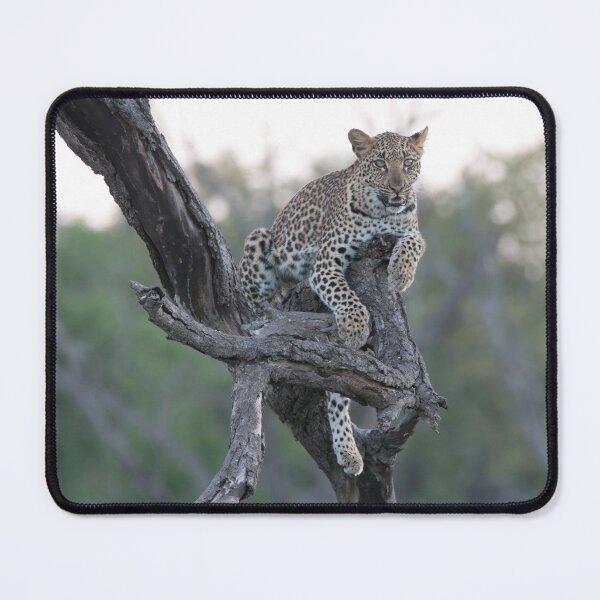 Item preview, Leopard at dusk designed and sold by Exaisle.