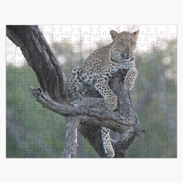 Item preview, Leopard at dusk designed and sold by Exaisle.