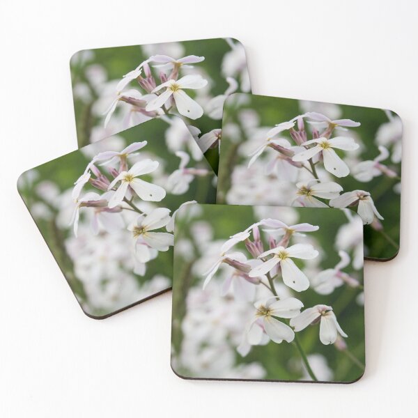 Item preview, White lady. Dame's gilliflower designed and sold by Jouko Lehto Photography.