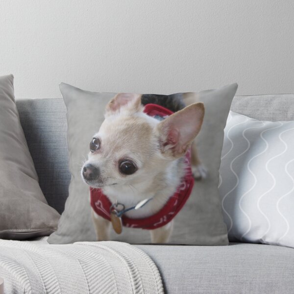 Item preview, Taco the Chihuahua designed and sold by priesterjen.