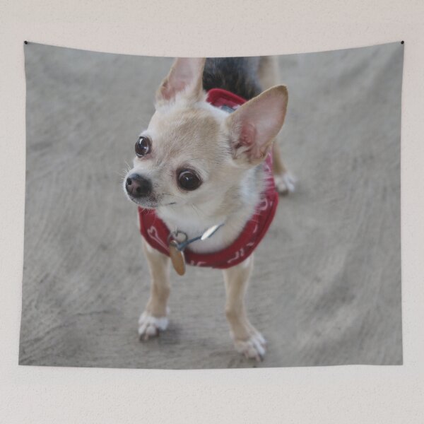 Item preview, Taco the Chihuahua designed and sold by priesterjen.