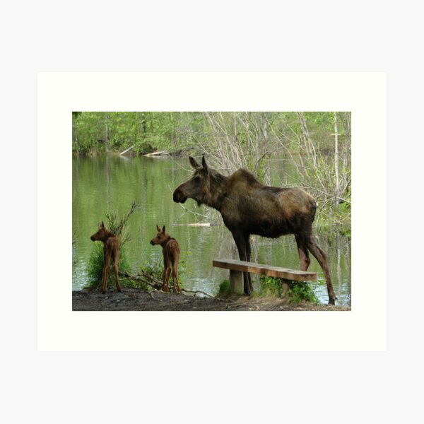 Matriarchal Moose Art Print